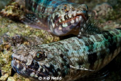Came up a over the top of a wall and these two were just ... by Kip Nead 